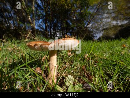 Pilz im Gras (Familie: Russulaceae sp.) Stelling Minnis, Kent UK Stockfoto