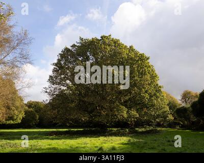 Englische Eiche (Quercus robur) Stelling Minnis, Kent Großbritannien Stockfoto