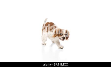 Energiegeladener, reinrassiger Kavalier King Charles Spaniel Hund, der mit wachem Ausdruck auf weißem Hintergrund läuft. Stockfoto