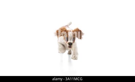 Fröhlicher reinrassiger Kavalier König Charles Spaniel, der mit Ohren vor weißem Hintergrund flattert. Stockfoto