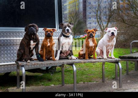 Fünf Hunde in verschiedenen Farben sitzen auf einer Bank und schauen in die Linse Stockfoto