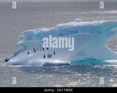Adelie-Pinguine auf Eisscholle Stockfoto
