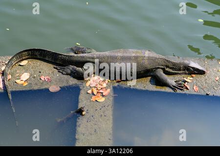 Große Monitoreidechsen, der Wassermonitor ist ein häufiger Anblick neben oder schwimmen im See im Lumphini Park, Bangkok, Thailand Stockfoto