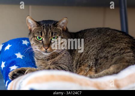 Eine hübsche Katze liegt bequem auf einer wunderschön gemusterten blau-weißen Decke, die ihre gemütliche Atmosphäre unterstreicht Stockfoto