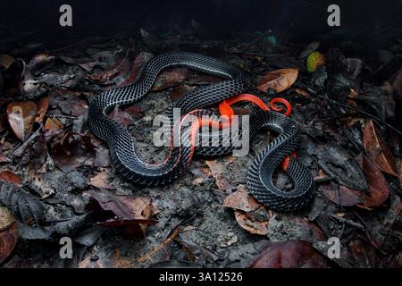 Der Rothaarige Krait (Bungarus flaviceps) ist eine große und hochgiftige Ellapidenschlange in Malaysia. Stockfoto