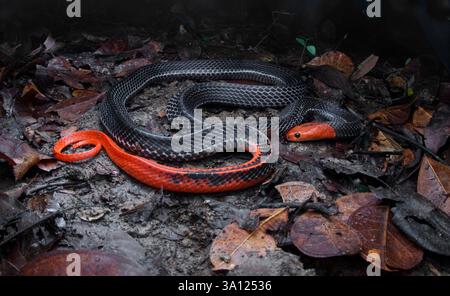 Der Rothaarige Krait (Bungarus flaviceps) ist eine große und hochgiftige Ellapidenschlange in Malaysia. Stockfoto