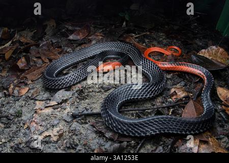 Der Rothaarige Krait (Bungarus flaviceps) ist eine große und hochgiftige Ellapidenschlange in Malaysia. Stockfoto