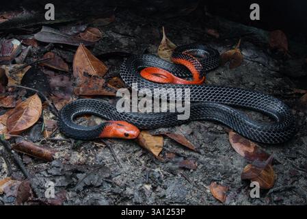 Der Rothaarige Krait (Bungarus flaviceps) ist eine große und hochgiftige Ellapidenschlange in Malaysia. Stockfoto