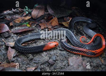 Der Rothaarige Krait (Bungarus flaviceps) ist eine große und hochgiftige Ellapidenschlange in Malaysia. Stockfoto