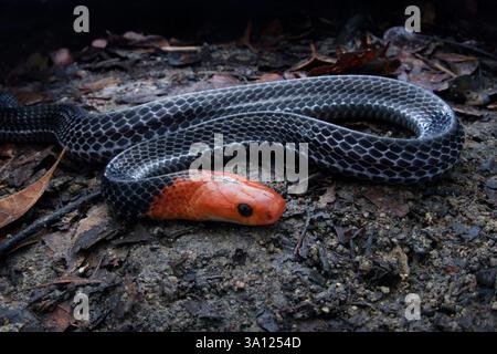 Der Rothaarige Krait (Bungarus flaviceps) ist eine große und hochgiftige Ellapidenschlange in Malaysia. Stockfoto