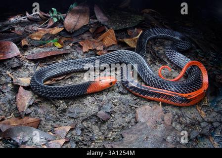 Der Rothaarige Krait (Bungarus flaviceps) ist eine große und hochgiftige Ellapidenschlange in Malaysia. Stockfoto