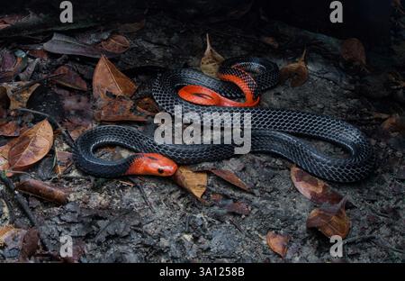 Der Rothaarige Krait (Bungarus flaviceps) ist eine große und hochgiftige Ellapidenschlange in Malaysia. Stockfoto