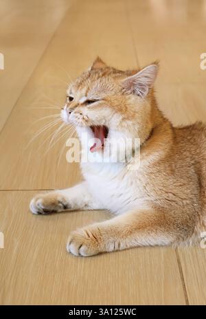 Schöne goldene Schattierung britische Kurzhaarkatze Gähnen im Wohnzimmer Stockfoto