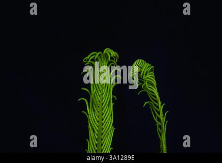 Gewellte und sich ausfaltbare Farnwedel auf schwarzem Hintergrund Stockfoto