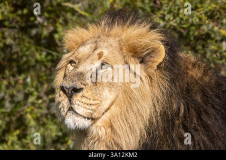 Iblis, männlicher asiatischer Löwe Stockfoto