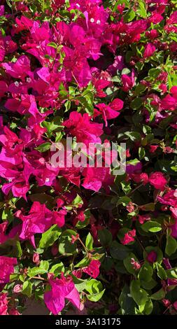 Üppiger Bougainvillea-Busch mit leuchtenden rosa Blüten Stockfoto