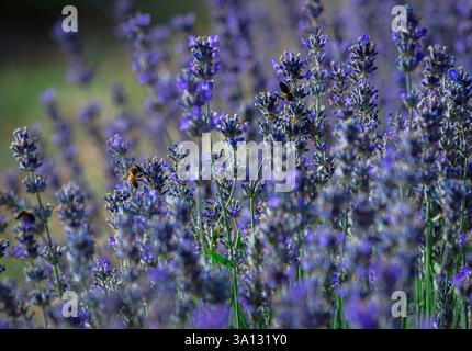Frankreich, Alpes Maritimes, Gourdon, südliche und provenzalische Landschaft eines Lavendelfeldes, Detail der Lavendelblumen auf dem Feld Stockfoto