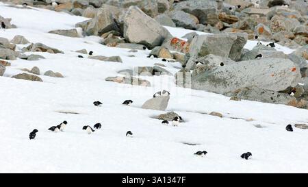 Kleine Auks (alle alle) auf dem schneebedeckten Hügel an ihrem Nistplatz in Magdalenefjord, Spitzbergen, Svalbard (Norwegen) im Juni. Stockfoto