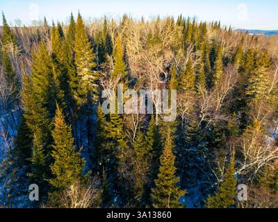 Kanada, Provinz Québec, Saint Michel des Saints, Wald (Luftaufnahme) Stockfoto