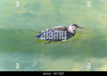 Ente auf dem Fluss Krka, in der Nähe der berühmten mittelalterlichen Burg Otocec in Slowenien. Unterkarpaten. Slowenien. Stockfoto