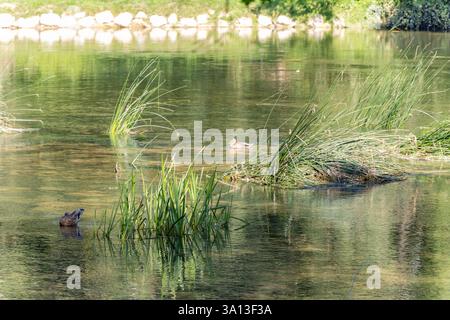 Ente auf dem Fluss Krka, in der Nähe der berühmten mittelalterlichen Burg Otocec in Slowenien. Unterkarpaten. Slowenien. Stockfoto
