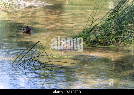 Ente auf dem Fluss Krka, in der Nähe der berühmten mittelalterlichen Burg Otocec in Slowenien. Unterkarpaten. Slowenien. Stockfoto