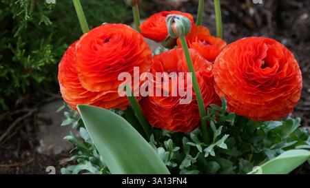 Leuchtend blühende rote Ranunkelblüten in einem üppigen grünen Garten Stockfoto
