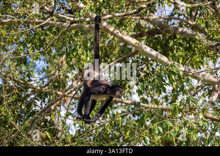 Ein Geoffroy's Spider Monkey in Tikal, Guatemala, Mittelamerika Stockfoto