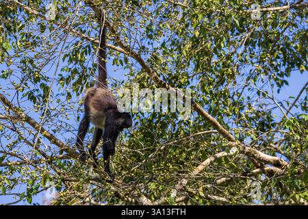 Ein Geoffroy's Spider Monkey in Tikal, Guatemala, Mittelamerika Stockfoto