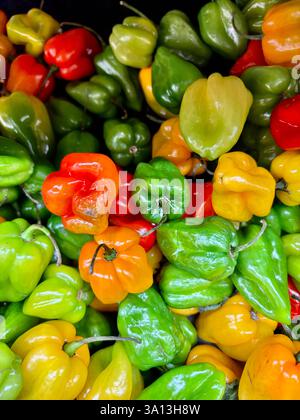 Kleine, winzige Paprika Stockfoto