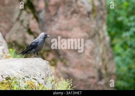 Auf einem Stein thront ein markanter westlicher Jackdaw (Coloeus monedula), umgeben von einer zerklüfteten felsigen Landschaft in der Wärme des Sommers. Das elegante Schwarz und Stockfoto