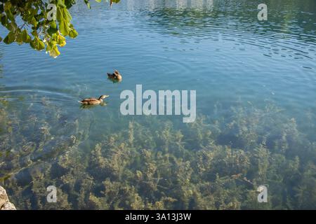 Enten schwimmen im Bleder See Stockfoto