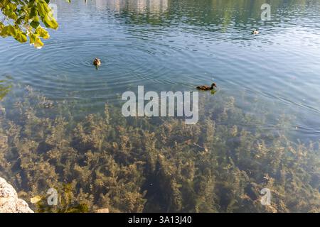 Enten schwimmen im Bleder See Stockfoto