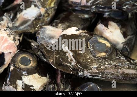 Köpfe von schwarzem Degenfisch im Mercado dos Lavradores, Funchal, Madeira, Portugal Stockfoto