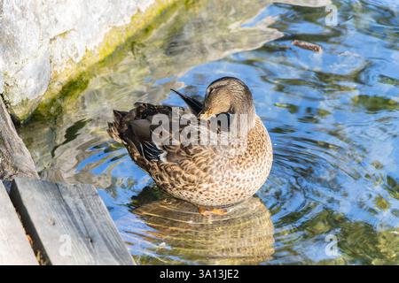 Enten schwimmen im Bleder See Stockfoto