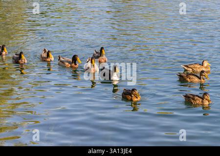 Enten schwimmen im Bleder See Stockfoto