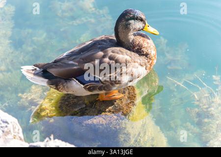 Enten schwimmen im Bleder See Stockfoto