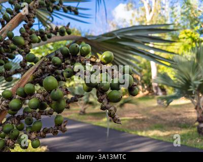 Dattelpalme mit Gruppen junger Datteln. Grüne, unreife Datteln wachsen auf Dattelpalme vor klarem blauem Himmel. Stockfoto