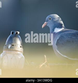 Gemeiner Vogel Columba palumbus alias gemeiner Holztaube auf dem Friedhof. Nahaufnahme Porträt. Stockfoto