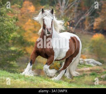 Gypsy Vanner Horse männliche Trabben auf Herbstweide Stockfoto