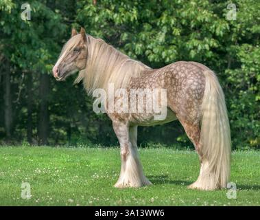 Erwachsene weibliche Zigeunerin Vanner Pferdestute mit Schneeflocken-Äpfeln steht auf grünem Grasfeld Stockfoto