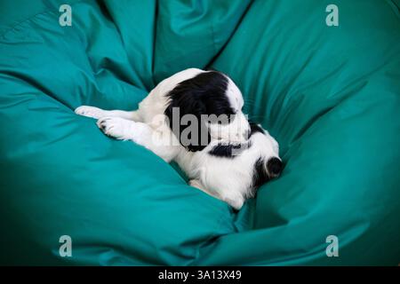 Schwarz-weißes russisches Spaniel-Hündchen, das auf einem weichen grünen Sessel liegt. Stockfoto