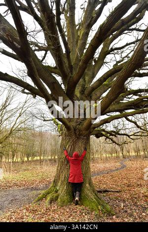 Alte englische Eiche, Wellington, Shropshire Stockfoto