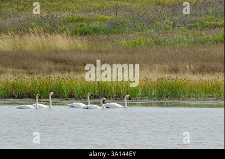 Trompeter Swans auf einem Sumpfteich im Mission Valley of Montana an einem Aussichtspunkt in der Nähe des Highway 93, Ninepipe Nat'l Wildlife Refuge südlich von Ronan. Stockfoto