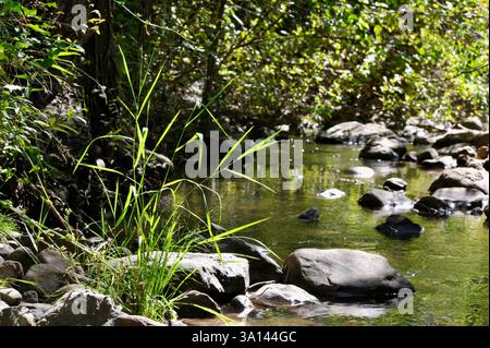 Ein ruhiger Bach fließt über Felsen mit Bäumen und Gräsern an den Ufern. Reflektierendes Flusswasser fließt aus Quellen in den Wasatch Mountains in Utah. Stockfoto
