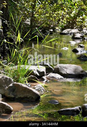 Ein ruhiger Bach fließt über Felsen mit Bäumen und Gräsern an den Ufern. Reflektierendes Flusswasser fließt aus Quellen in den Wasatch Mountains in Utah. Stockfoto