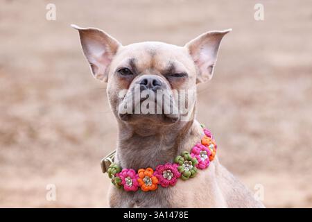 Ortrait einer mürrischen französischen Bulldoghundmischung mit Paracord-Blumenhalsband Stockfoto