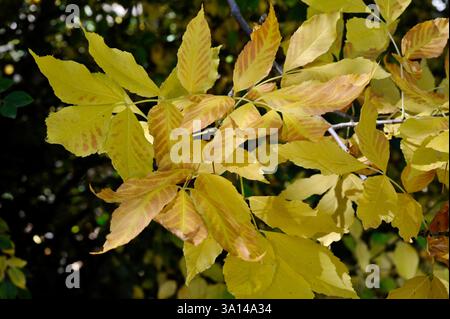 Gelbe Box Elder Tree Compound Blätter, die in der strahlenden Herbstsonne in einem Garten in Utah in den Ausläufern des Wasatch Mountain mit rotem Glanz getönt sind. Stockfoto