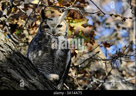 Placid Hoot Eulen, die große Horneule, sitzt an einem sonnigen Tag in einer Gambel's Oak mit seinem gefiederten Fuß und Krallen sichtbar. Gelbe Augen und getuftete Ohren. Stockfoto
