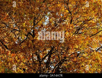Eine Gambel Oak Tree zeigt goldene Herbstblattfarben auf einem steilen Hügel im Norden Utahs vor einem blauen Himmel. Stockfoto